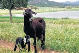 Edita asociación de criadores de ganado bovino serrana negra. Cabra Negra Serrana