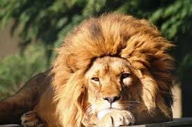 Darica Faruk Yalcin Hayvanat Bahcesi Animals Zoo Park