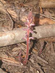 Image result for Orobanche minor