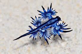 We did not find results for: Blue Dragon Sea Slug Where Do They Live Novocom Top