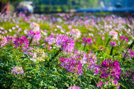 Image result for Cleome