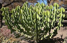 Image result for Euphorbia cooperi