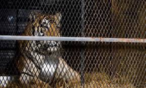 The milwaukee county zoo is a zoo in milwaukee, wisconsin, operated by the milwaukee county parks commission. The Tiger Next Door America S Backyard Big Cats Pets The Guardian