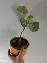 Image result for Ficus abutilifolia