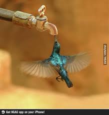 Birds In My Area App Save Water Save Life Beautiful Birds Pet Birds Birds