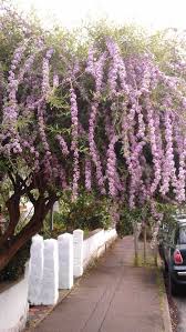 Check spelling or type a new query. Buddleja Alternifolia Weeping Butterfly Bush Agm Family Scrophulariaceae Originating From China Slen Landscaping Trees Garden Border Plants Lilac Bushes