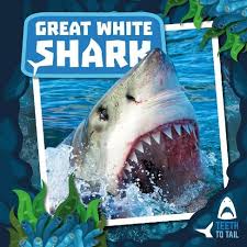 The video has been captured in gansbaai in south africa. Great White Shark Teeth To Tail By Robin Twiddy Whsmith