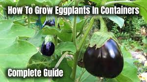 How long does eggplant last? How To Grow Eggplants In Containers The Complete Guide To Growing Eggplants Youtube