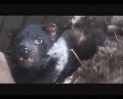 Tasmanian devil cartoon | tasmanian+devil+cartoon+pictures+1.gif. You Know Why The Tasmania Devil Has This Name Gif On Imgur