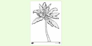 40+ palm branch coloring pages for printing and coloring. Coconut Palm Tree Colouring Sheets Colouring Sheets