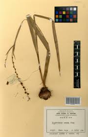 Image result for Zygotritonia