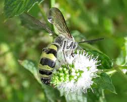 Image result for Diclis