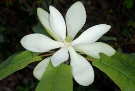 Image result for Magnoliaceae