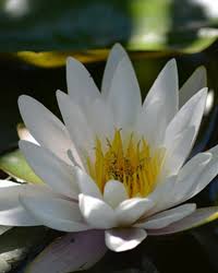 Margaret Buser Obituary