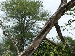 Image result for Balanites maughamii