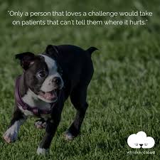 Veterinary technicians are tasked with a procedure—anesthesia—that is otherwise limited to human doctors, who become anesthesiologists often after obtaining their medical license and training. Veterinarians Are So Amazing Do You Agree We Love This Veterinary Quote Veterinarian Quotes Veterinary Medicine Quotes Vet Tech Humor