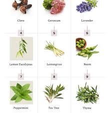 This solution has the added benefit of supplying your. 13 Essential Oils That Repel Bugs Naturally Hello Glow