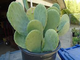 Image result for Opuntia