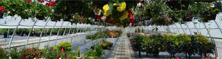 Arborvitae, thuja, juniper, boxwood, cypress, chamaecyparis, spruce, fir, hemlock, and holly are just some of the evergreen plants we grow at our nursery. Idaho Nursery And Landscape Association Linkedin