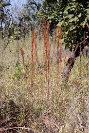 Image result for Hyparrhenia bracteata