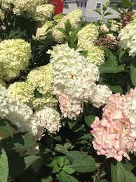 Image result for Julbernardia paniculata