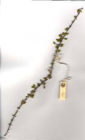 Image result for Pyrostria hystrix