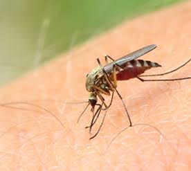 picture of a mosquito on an arm