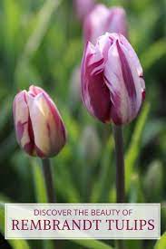 Discover The Beauty Of Rembrandt Tulips Longfield Gardens Longfield Gardens Tulips Garden Bulbs