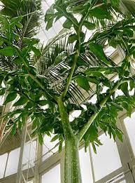 Morty The Corpse Flower Makes A Second Appearance This Time As A Leaf Corpse Flower Weird Plants Leaves