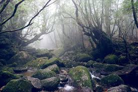 公式】屋久島観光協会 世界自然遺産「屋久島」の観光・旅行情報サイト Yakushima Japan Tourism