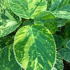 Image result for Acalypha allenii