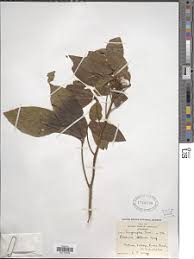 Image result for Ritchiea