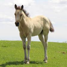 Image result for Medium Buckskin 1989 Colt