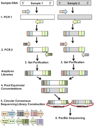 Aerators usually create aa mixture of water and air, making the stream smoother. Schematic Overview Of The Pacbio Barcoding Approach For Simplicity Download Scientific Diagram