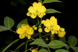 Image result for Rhynchosia holosericea