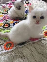 Birman Kittens For Sale Usa Pin On Kittens For Sale In Kuwait