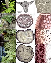 Image result for Pteridaceae
