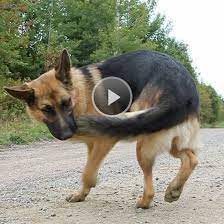 Why Do Dogs Chase Their Tails Better Homes Gardens
