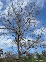 Sugarberry is native to the southeastern part of the united states, ranging south from southeastern virginia to southern florida; Southern Hackberry The Department Of Environment And Natural Resources