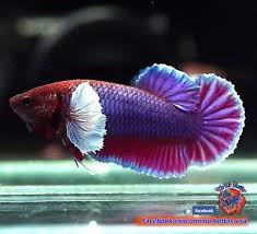 Live Betta Fish Female Vivid Purple Dumbo Ears Halfmoon Plakat Hmpk 1822 Aquarios