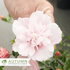 Image result for Hibiscus syriacus ´Pink Chiffon