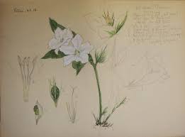 Image result for Pogonospermum subsessile