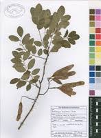 Image result for Dalbergia boehmii