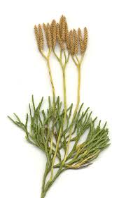 Image result for Trisetopsis milanjianum