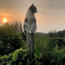 Pin By Marion On Cottagecore Animals City