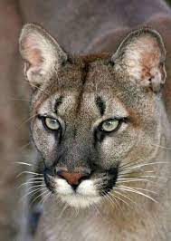 Pin By Ste On Wild Cats Wild Cats Mountain Lion Animals