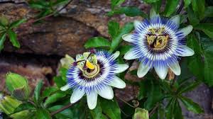 7 Plantes Grimpantes Qui Poussent Vite Pour Les Impatients Plante Grimpante Passiflore Fleur Grimpante