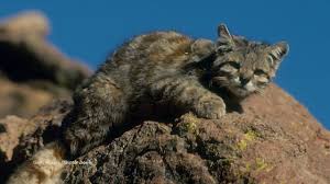 This can cause confusion and mistaken identification with. Little Mountain Kitty Rules The Andes Youtube