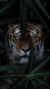 Animal Wallpapers Iphone Wallpapers Tiger Wallpaper Wild Tiger Wild Animal Wallpaper