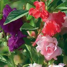 Maybe you would like to learn more about one of these? Impatiens Balsamina Tom Thumb Mix Seeds X40 Ole Lantana S Seed Store